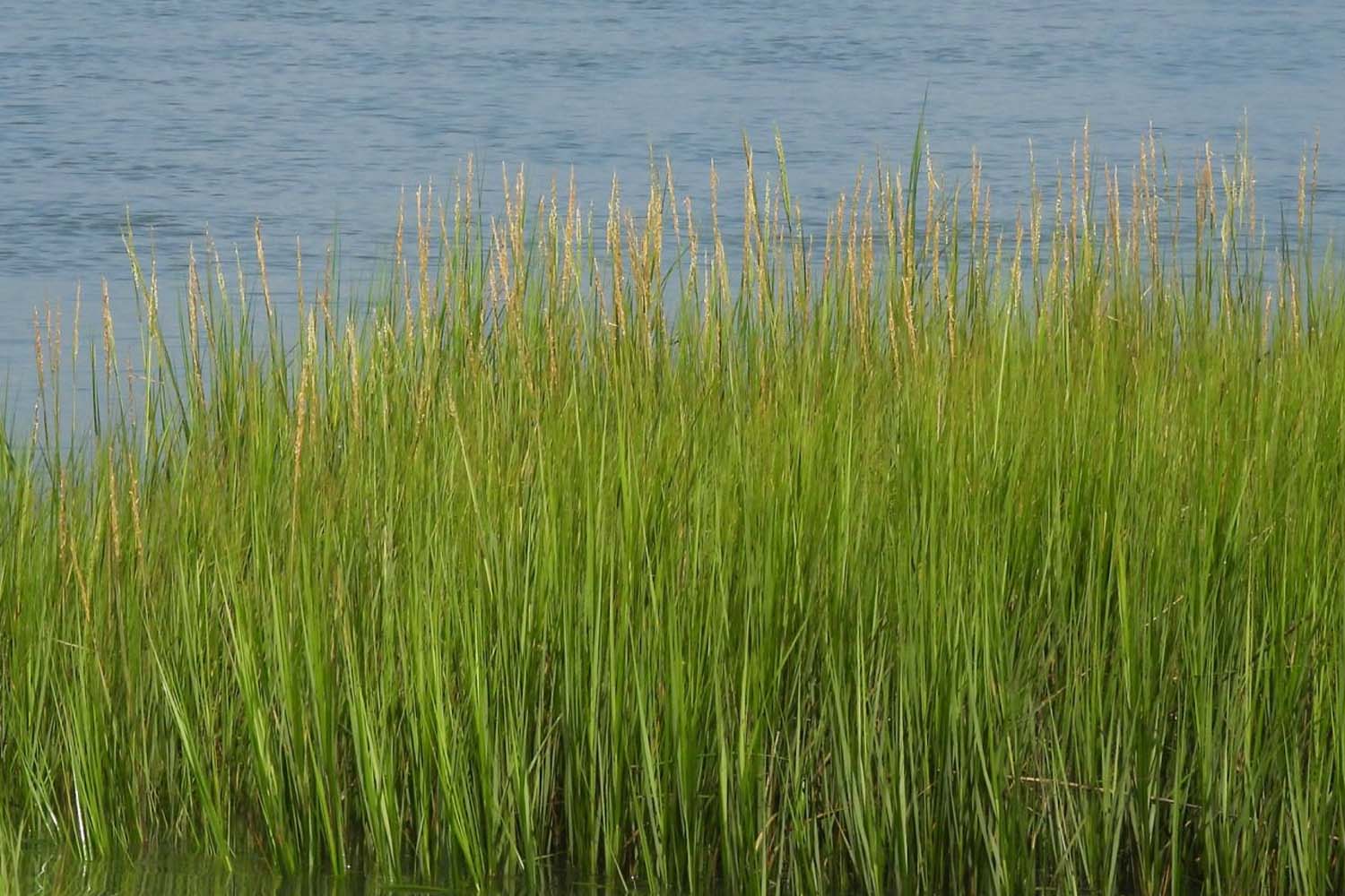Spartina alternifolia Saltmarsh Cordgrass Long Island Native Grasses Suffolk Hydroseeding.com 